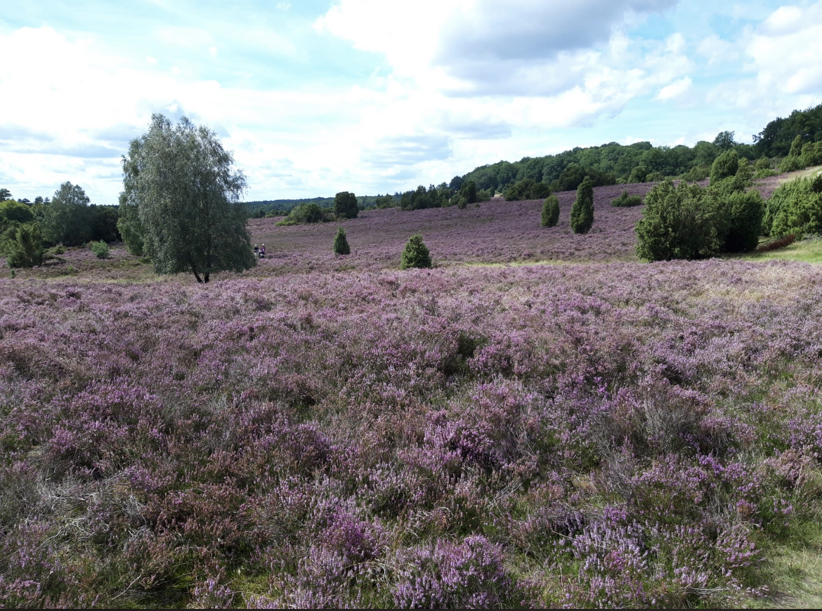 Heidelandschaft2