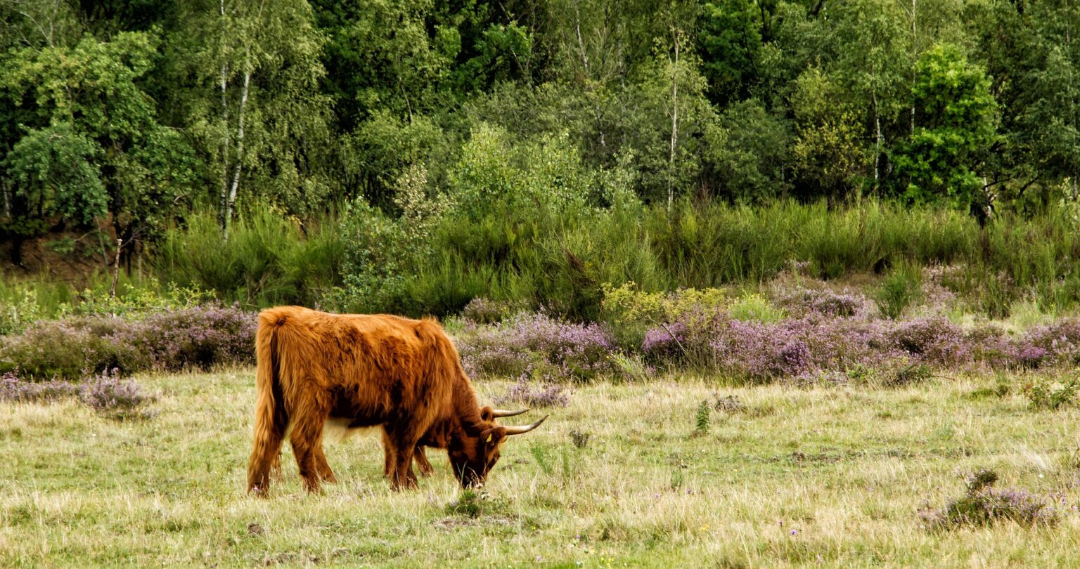 herbert2512-beef-2615392_1920