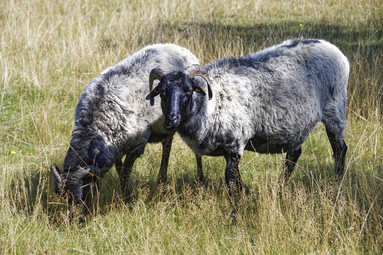 makalu-germany-4553759_1280