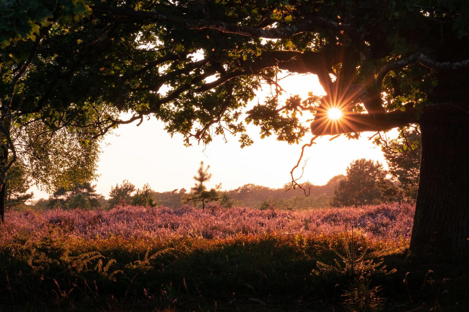 pexels-deuspix-27978171